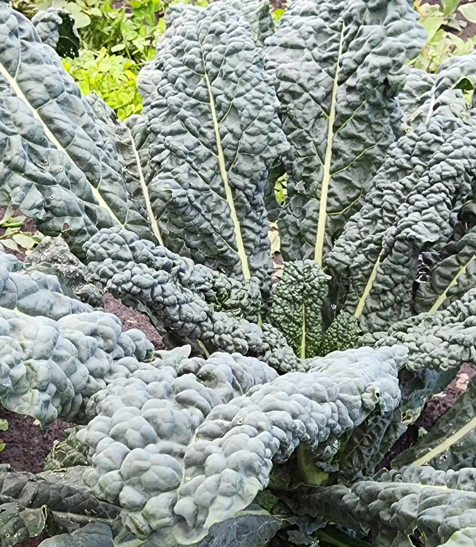 Black Kale (Tuscan/Lacinato)