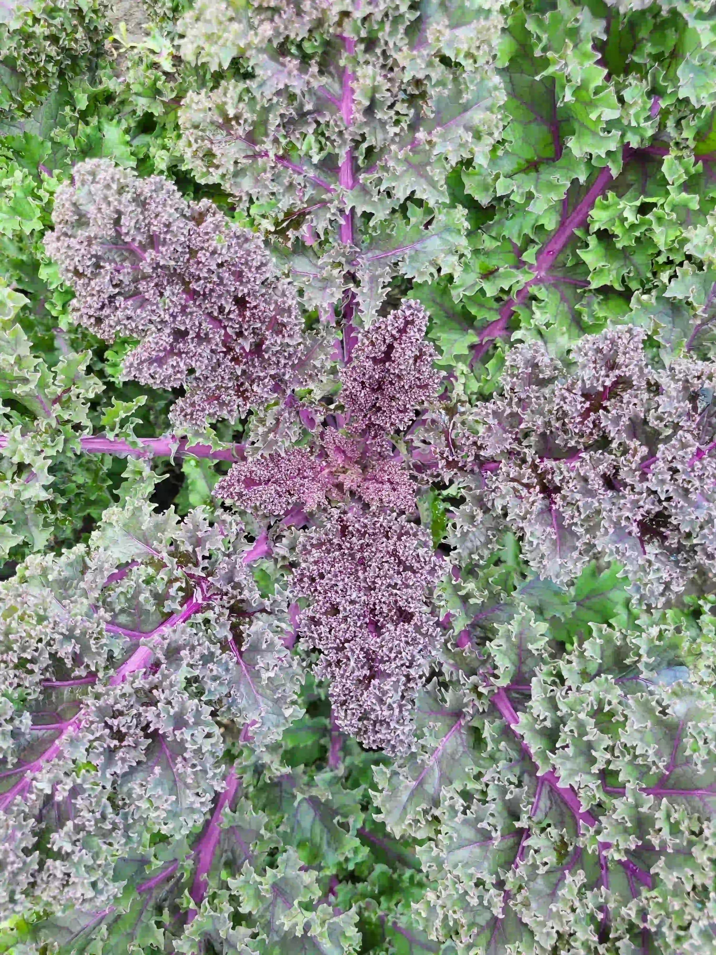 Red Kale