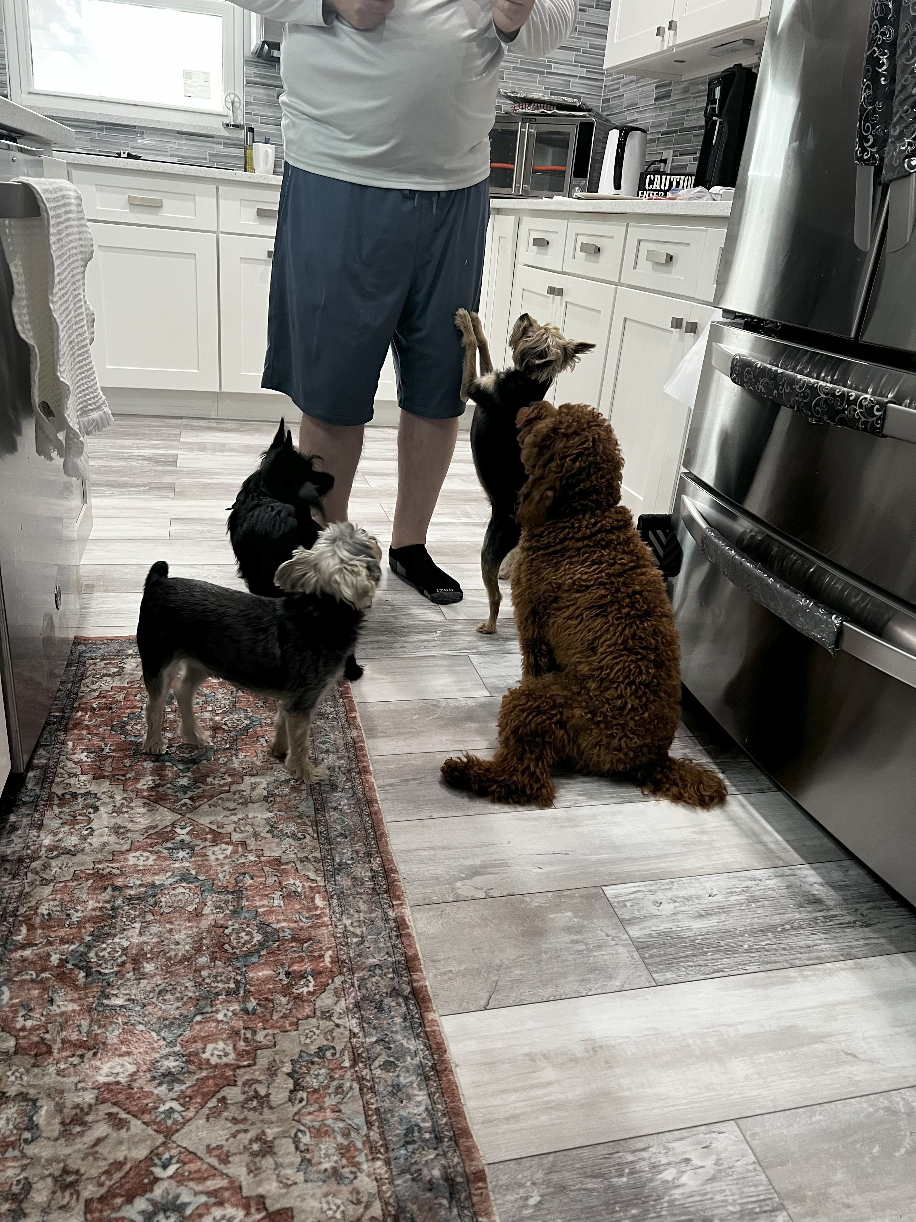 Doggy Day Care Starts At