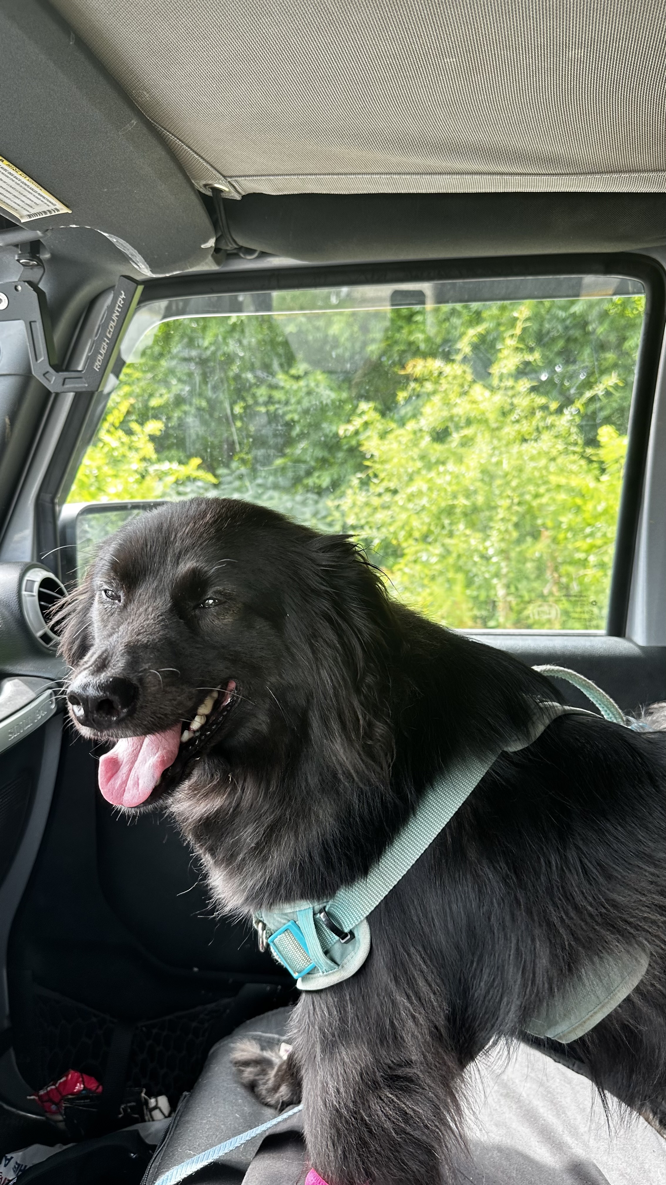 Doggy Chauffeur Starts At