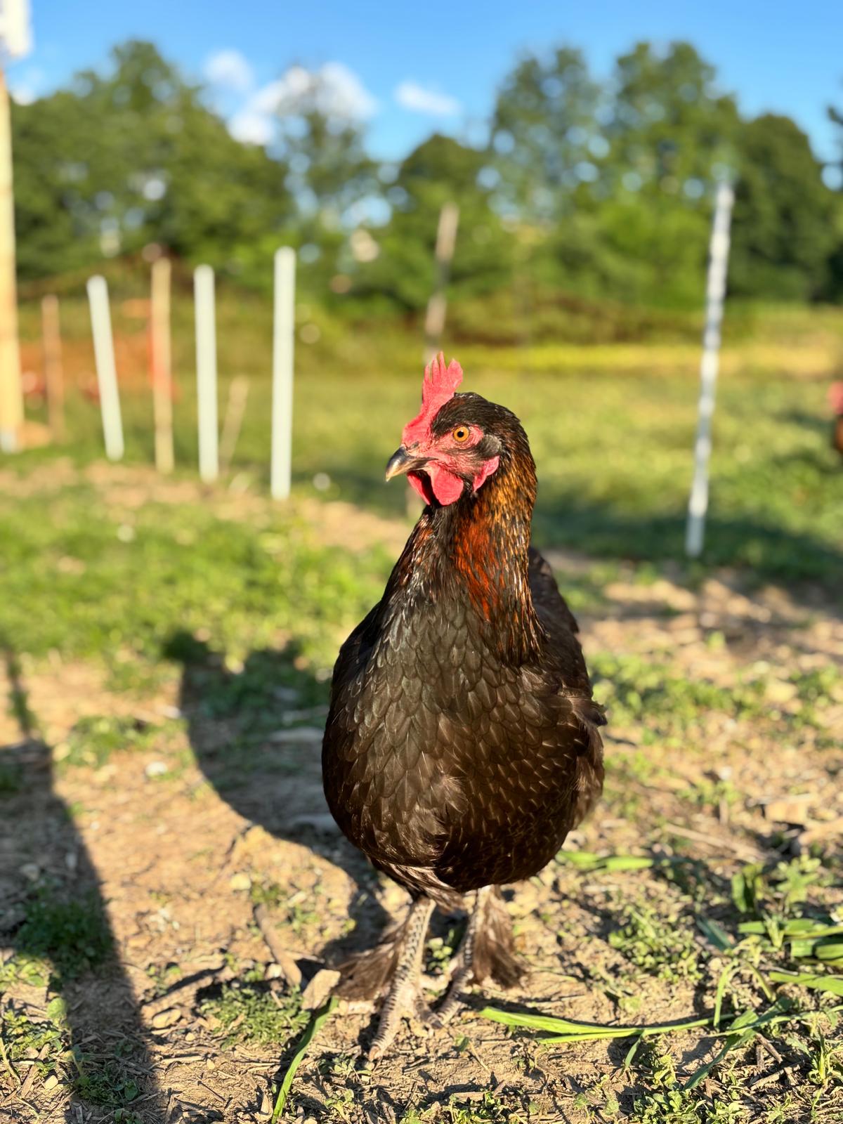 Uova Feconde di Gallina MARANS