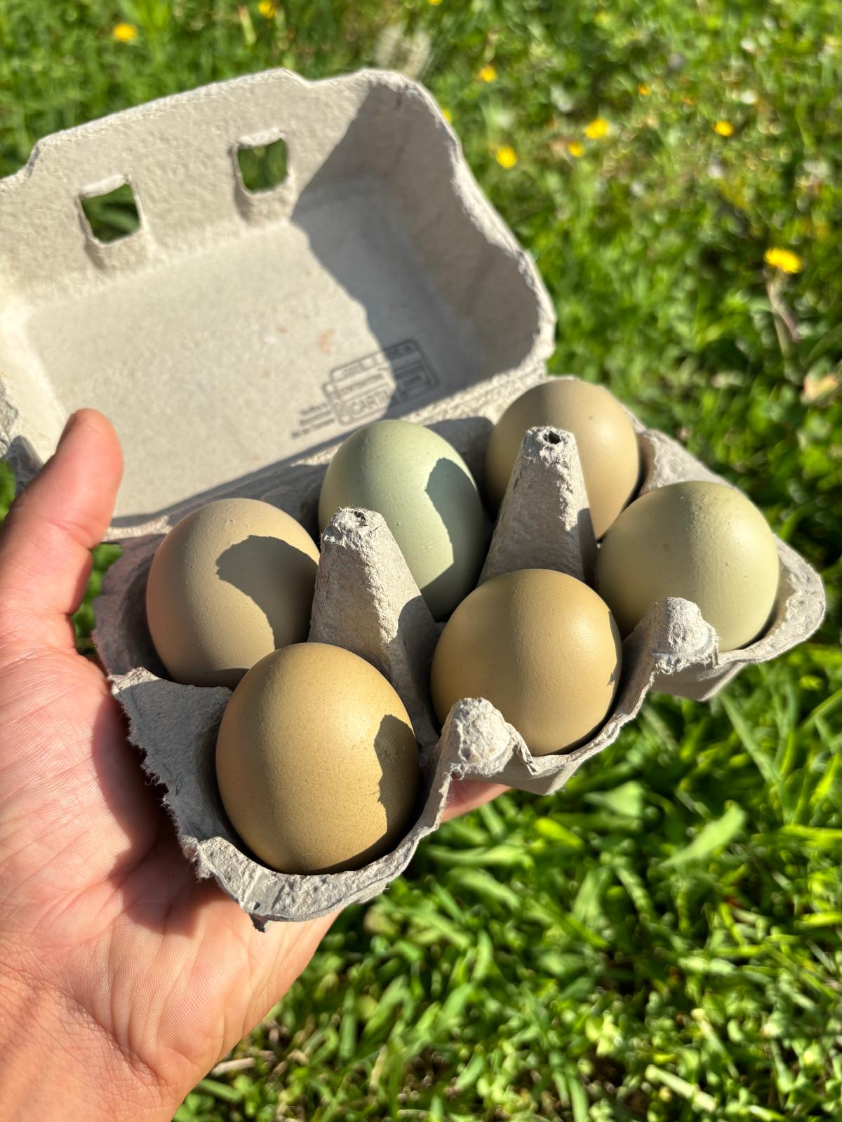 Uova Feconde di Gallina OLIVE EGGER