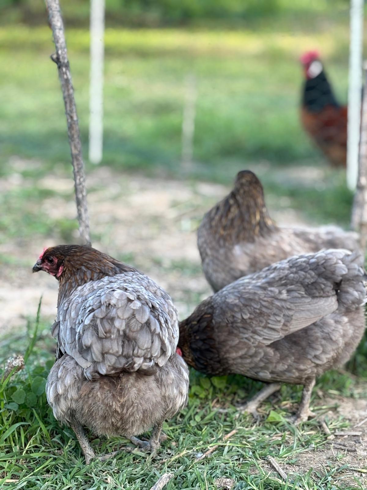 Uova Feconde di Gallina OLIVE EGGER