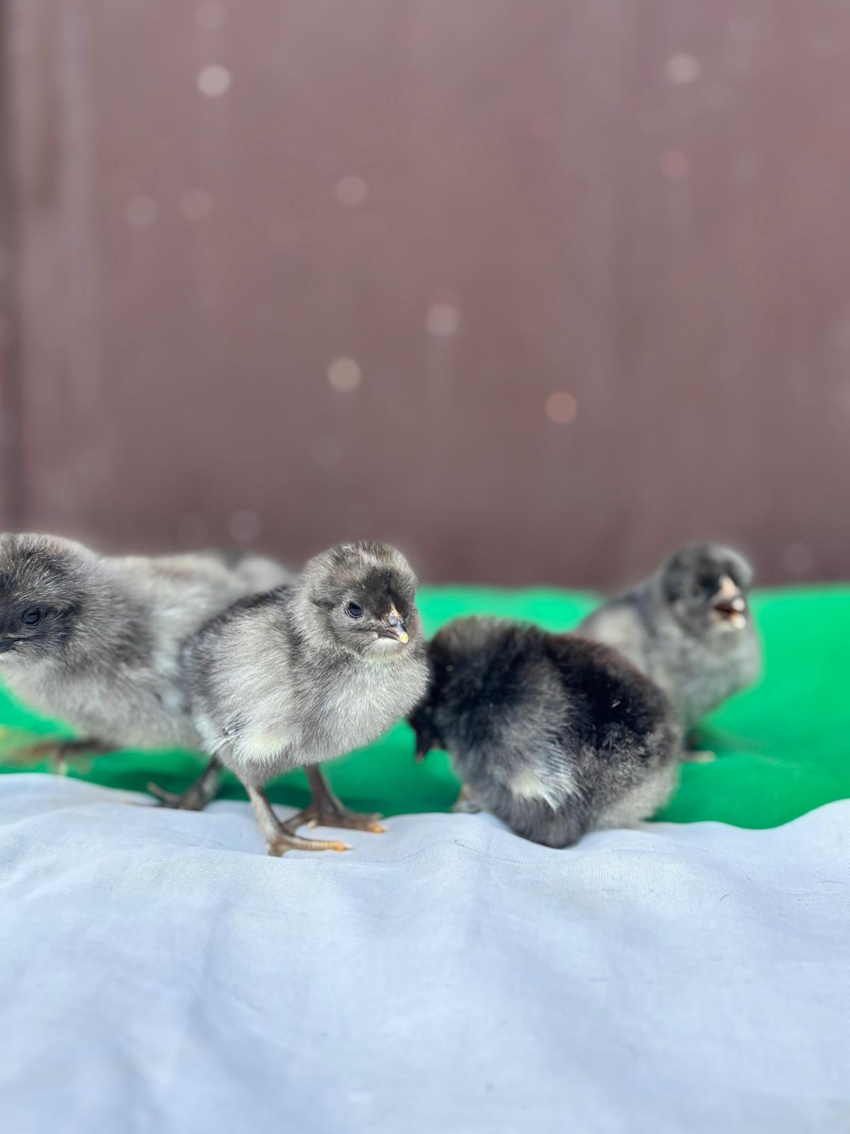 Uova Feconde di Gallina OLIVE EGGER