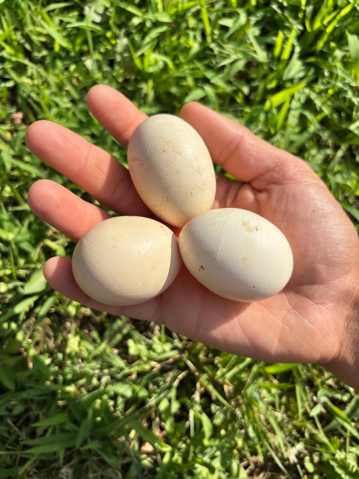 Uova Feconde di Gallina VORWERK