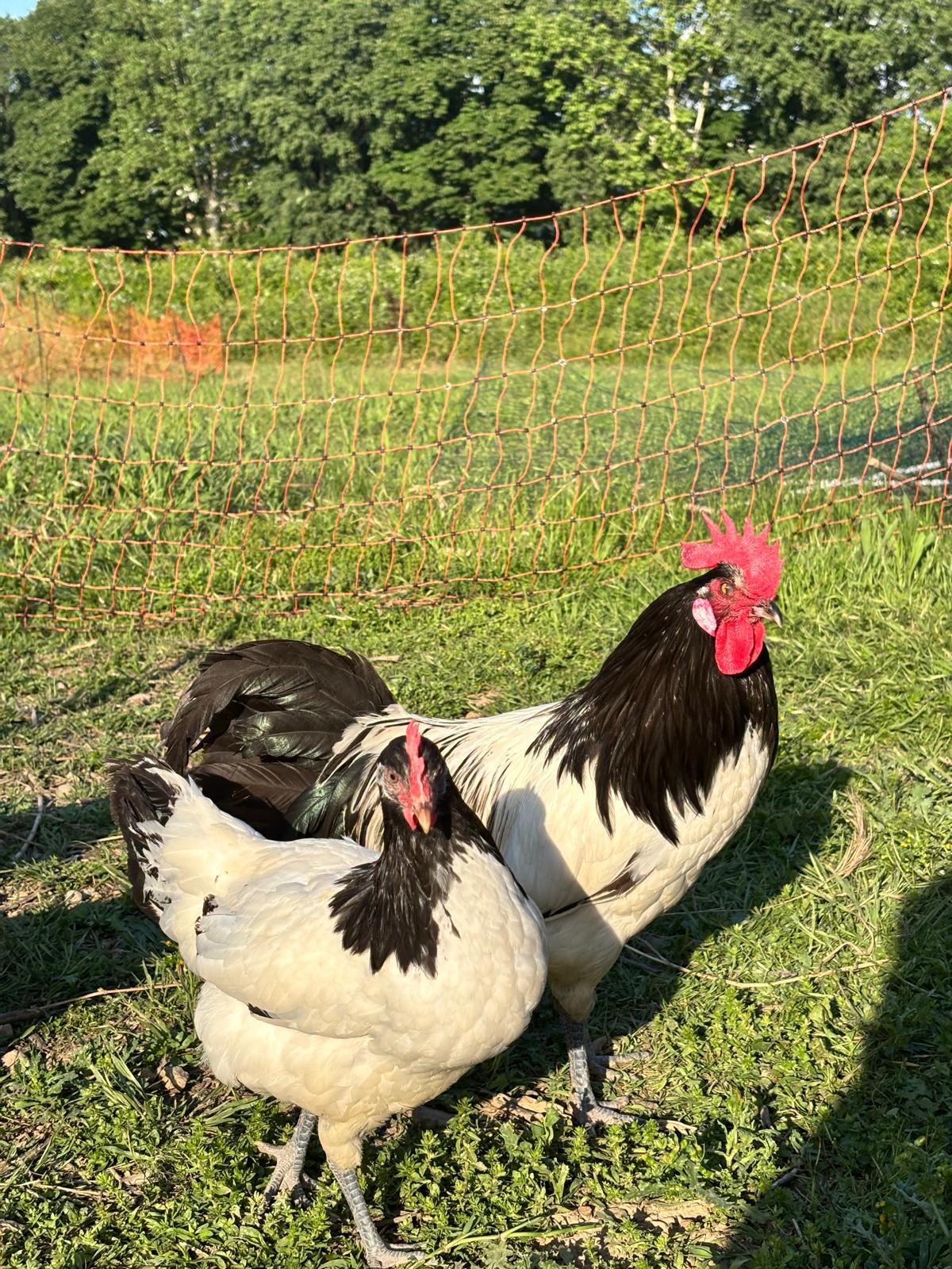 Uova Feconde di Gallina LAKENVELDER