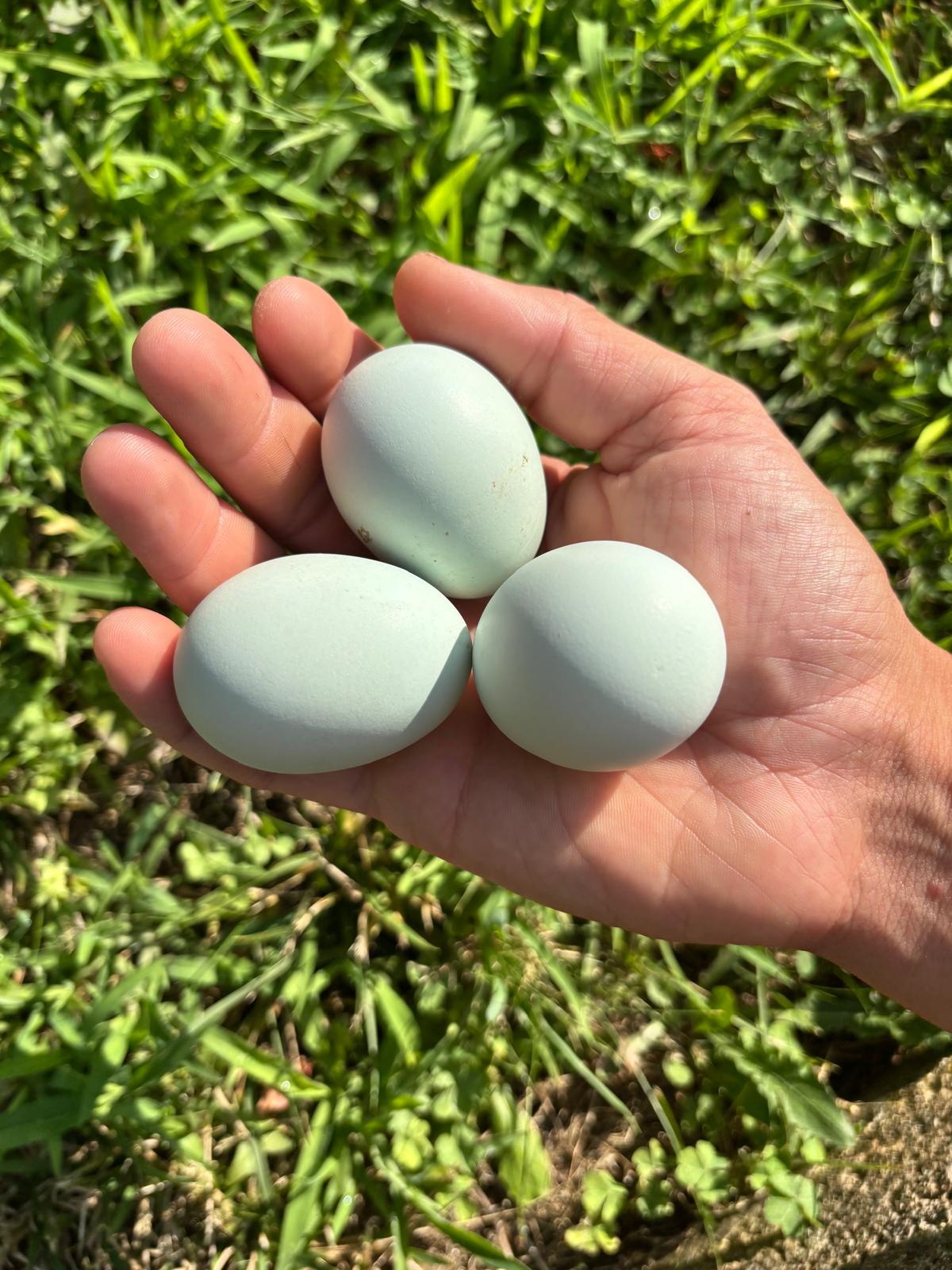 Uova Feconde di Gallina ARAUCANA