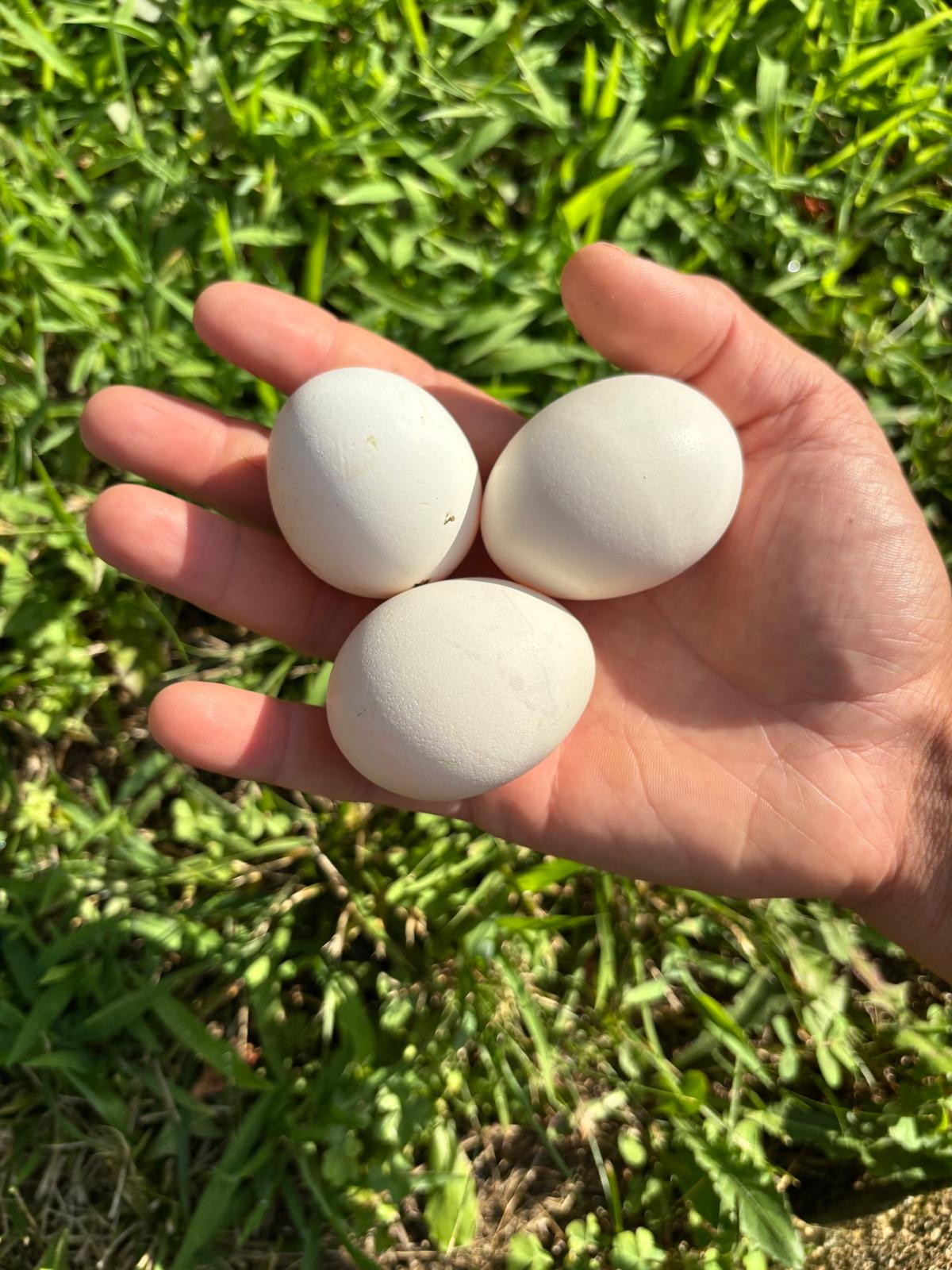 Uova Feconde di Gallina LAKENVELDER