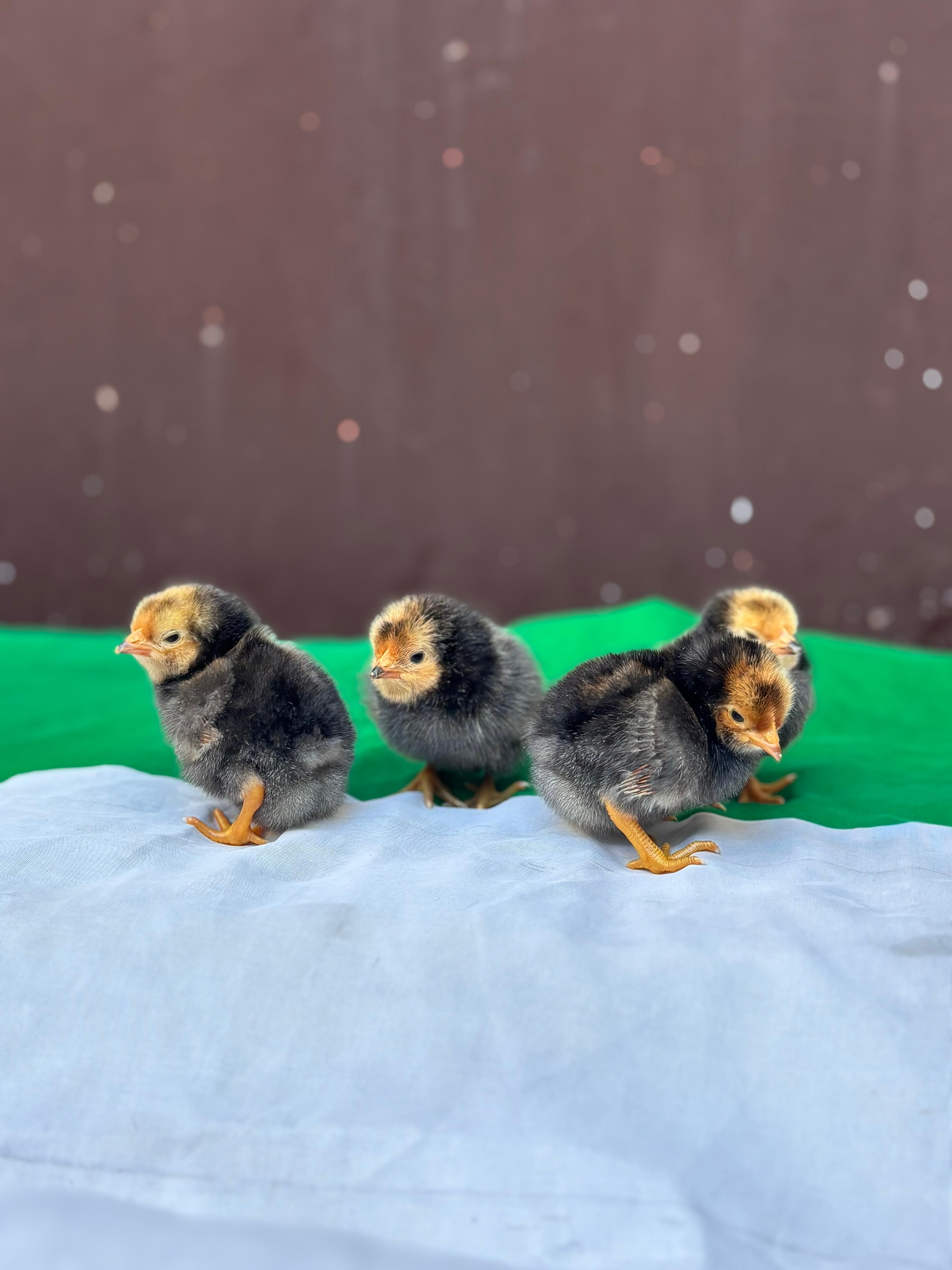 Uova Feconde di Gallina VORWERK