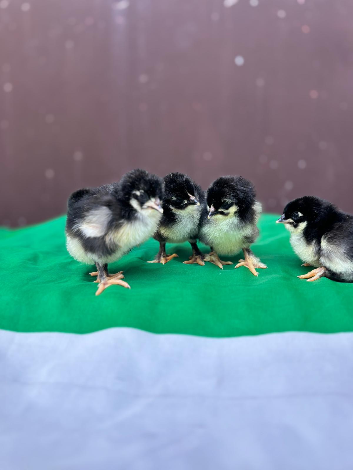 Uova Feconde di Gallina MARANS