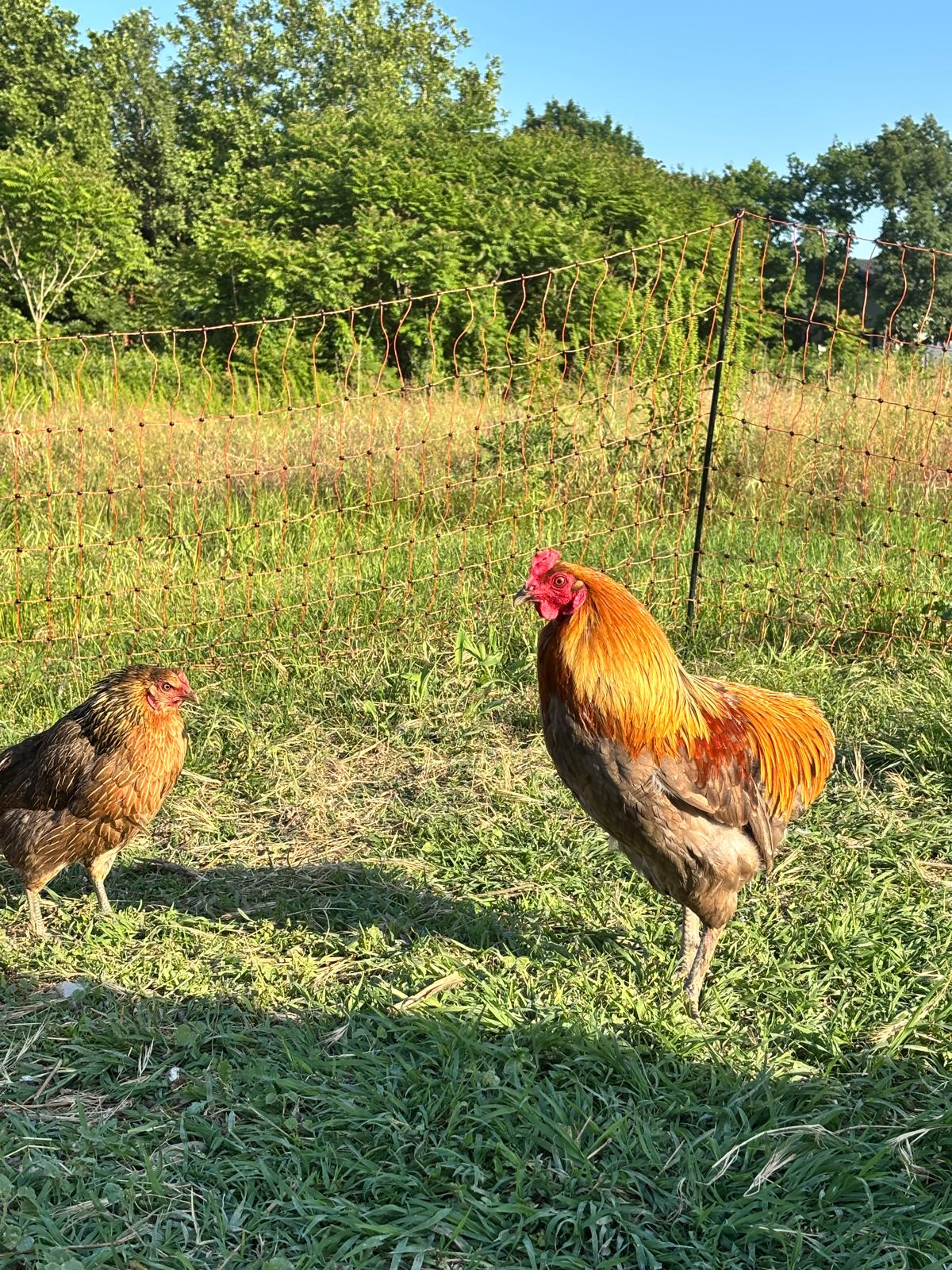 Uova Feconde di Gallina ARAUCANA