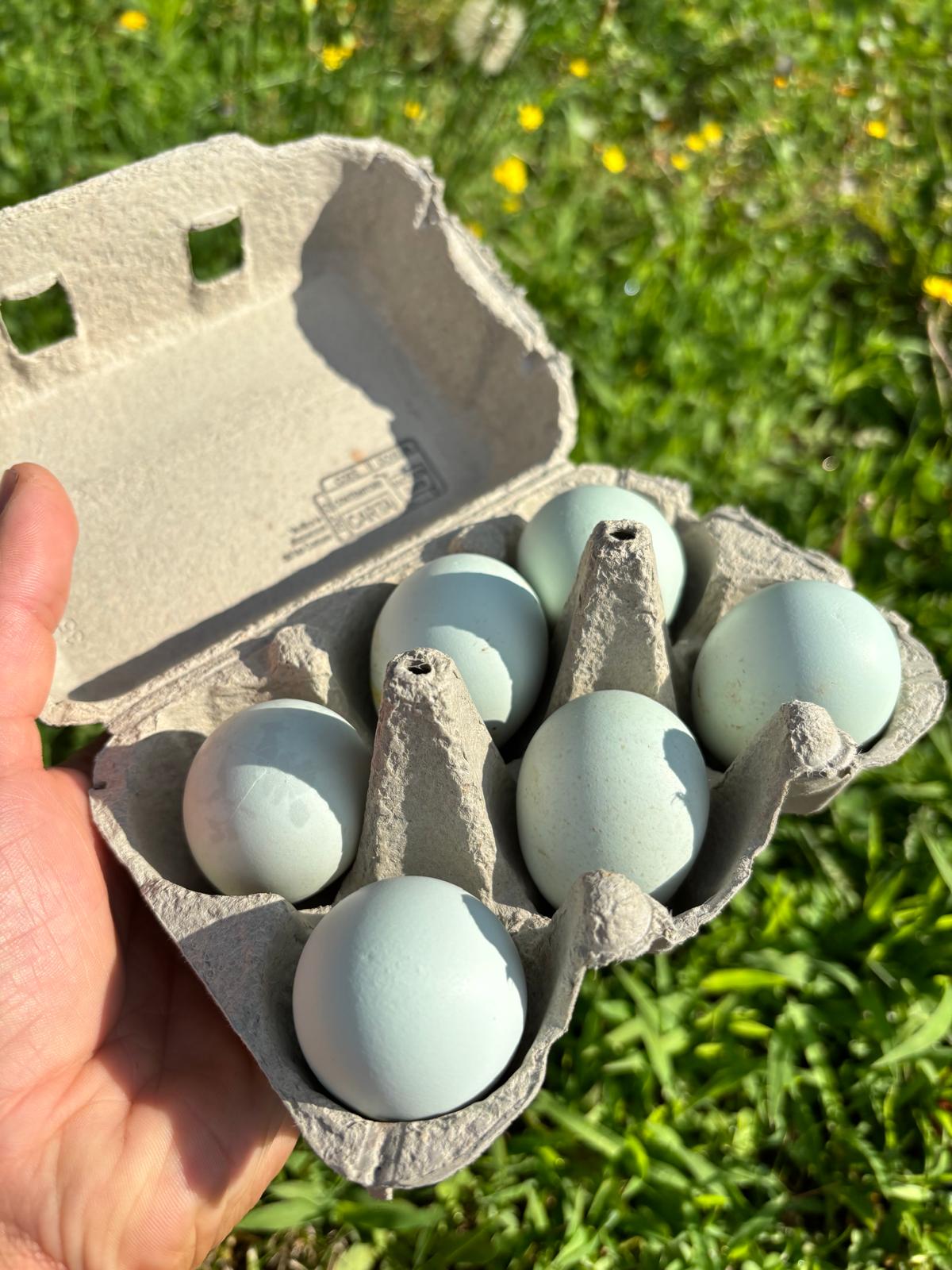 Uova Feconde di Gallina ARAUCANA