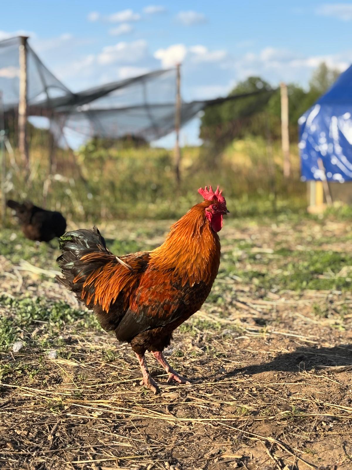 Uova Feconde di Gallina MARANS