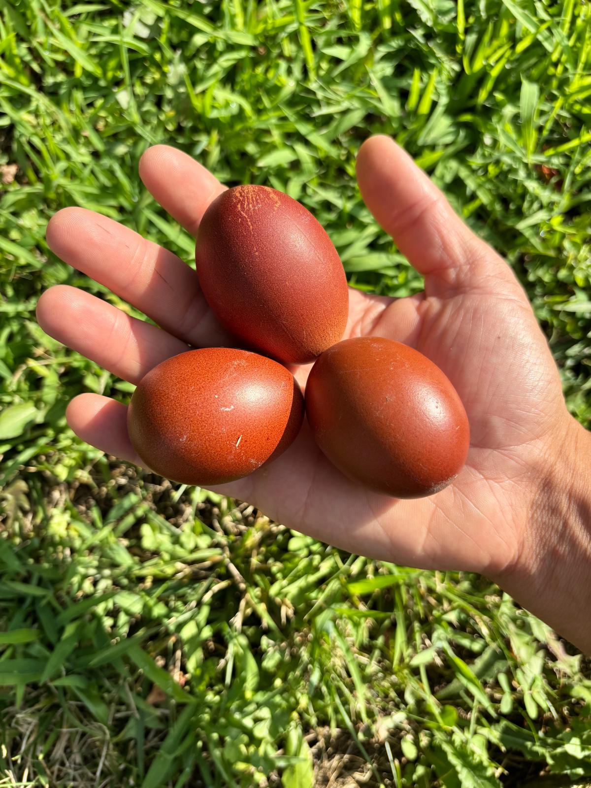 Uova Feconde di Gallina MARANS