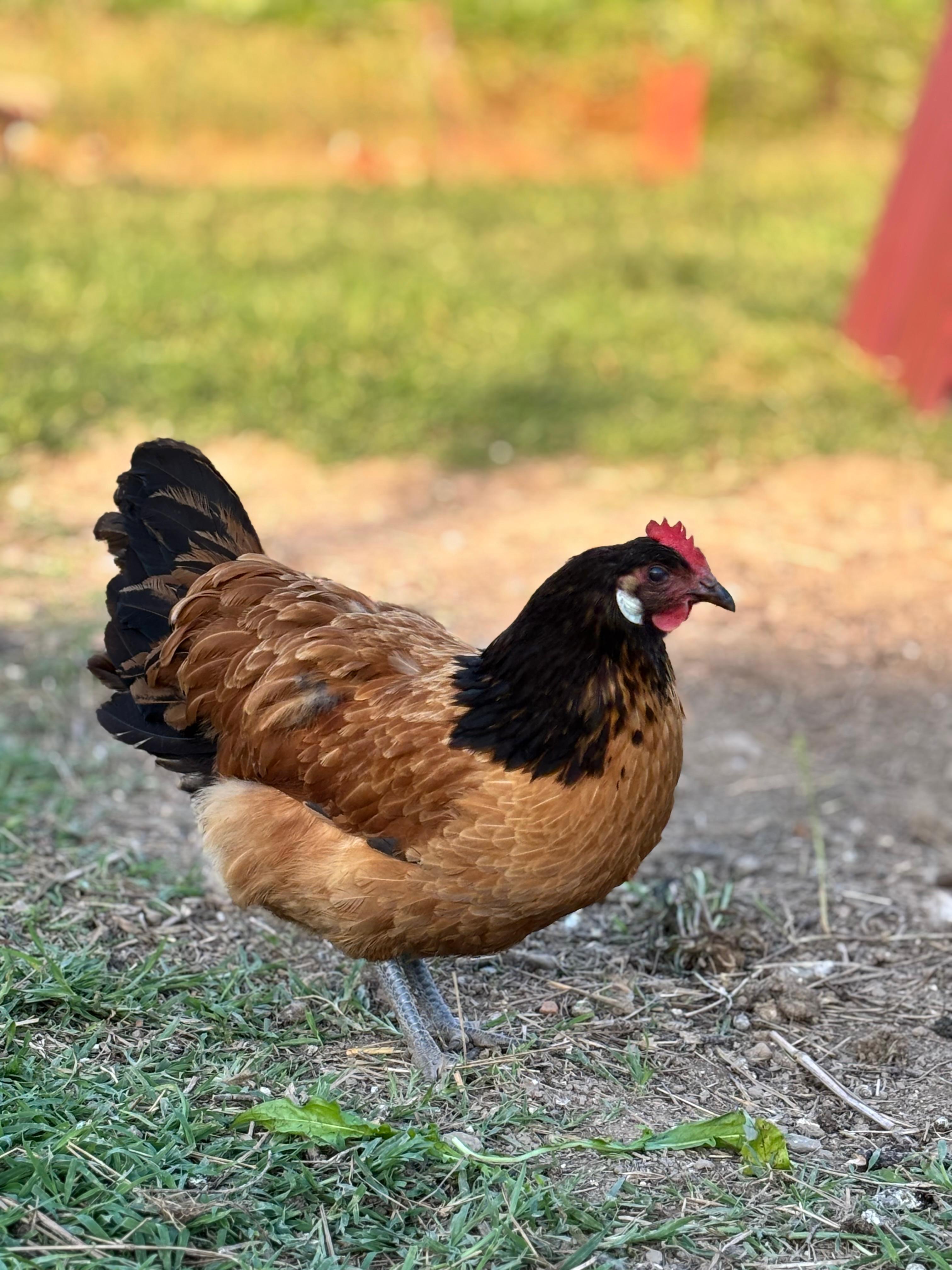 Uova Feconde di Gallina VORWERK