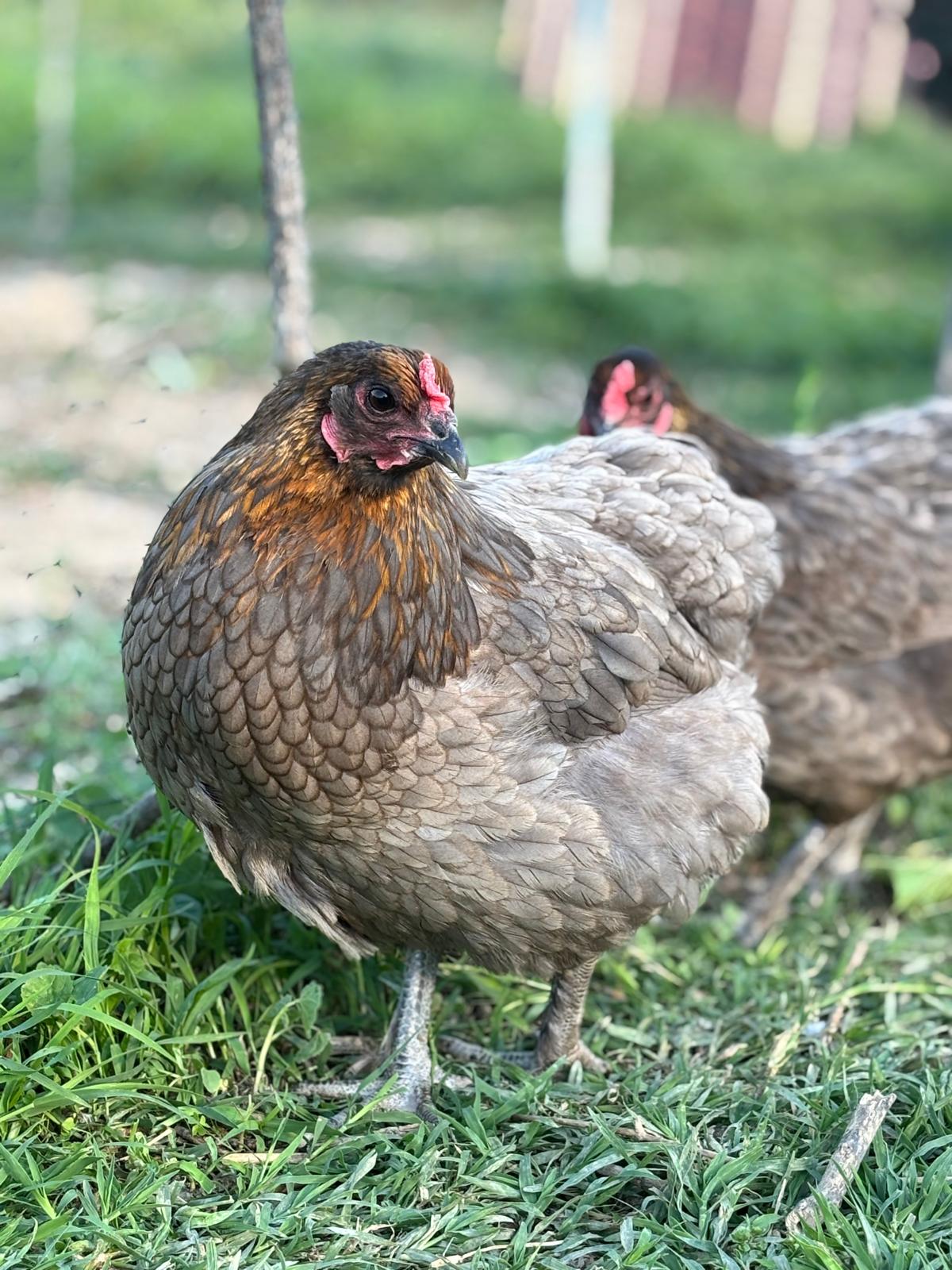 Uova Feconde di Gallina OLIVE EGGER