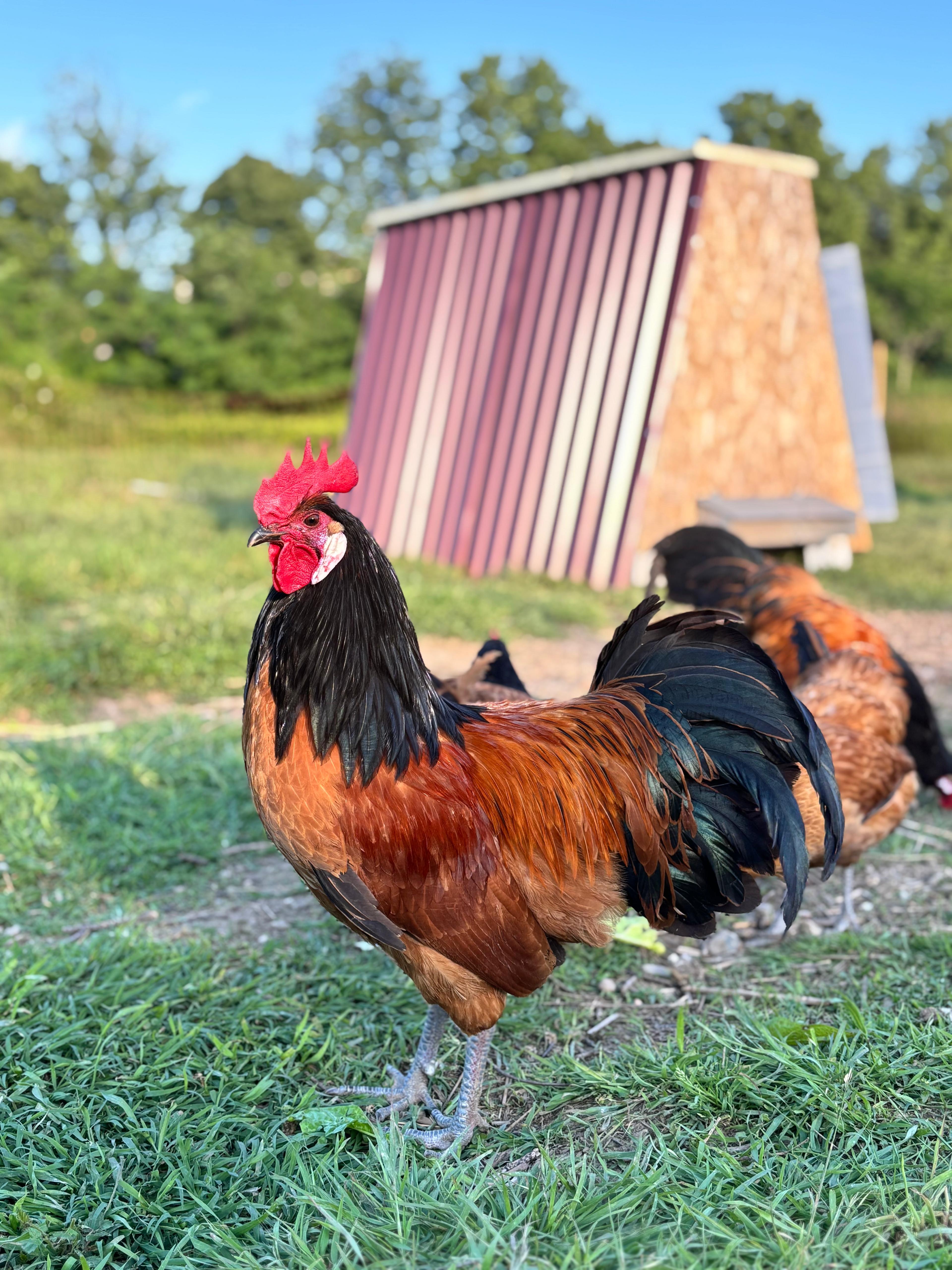 Uova Feconde di Gallina VORWERK