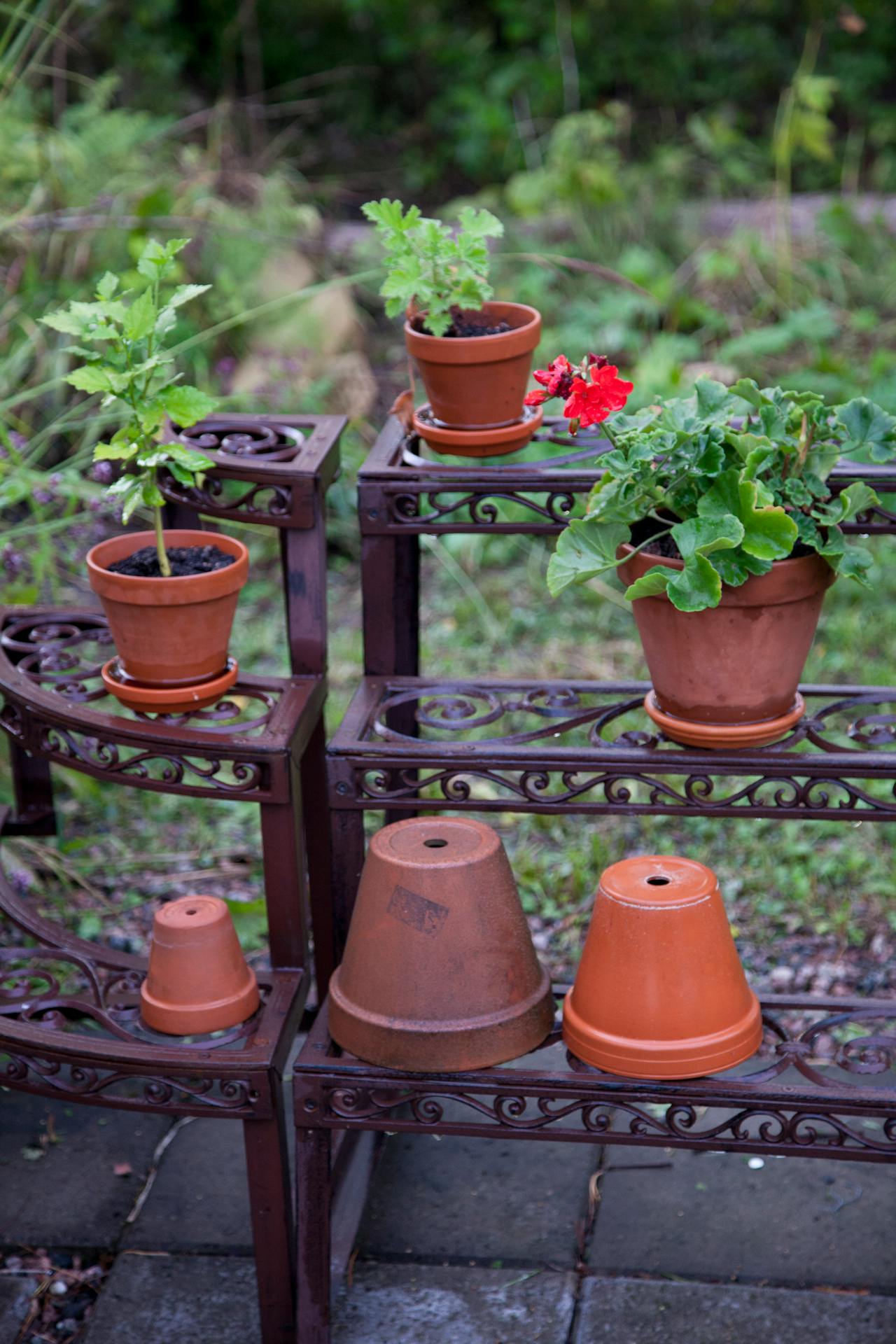 Gardening Appointment – Indoor & Outdoor Setup & Maintenance Consultation