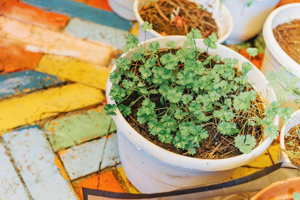 Gardening Appointment – Indoor & Outdoor Setup & Maintenance Consultation