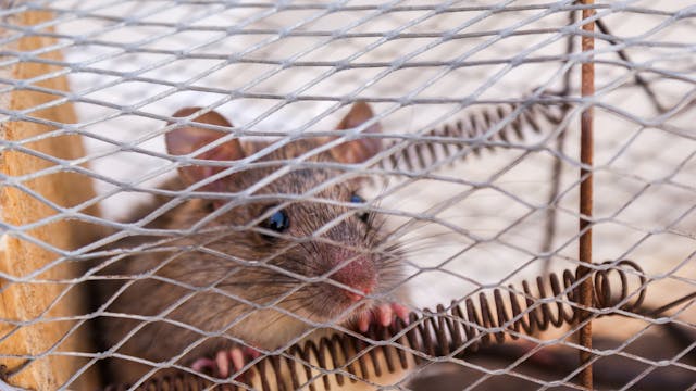Pest Control Appointment – Safe & Effective Inspection & Treatment Consultation