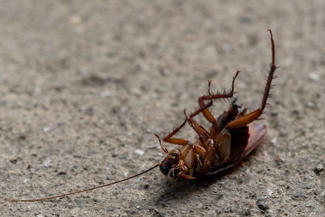 Pest Control Appointment – Safe & Effective Inspection & Treatment Consultation