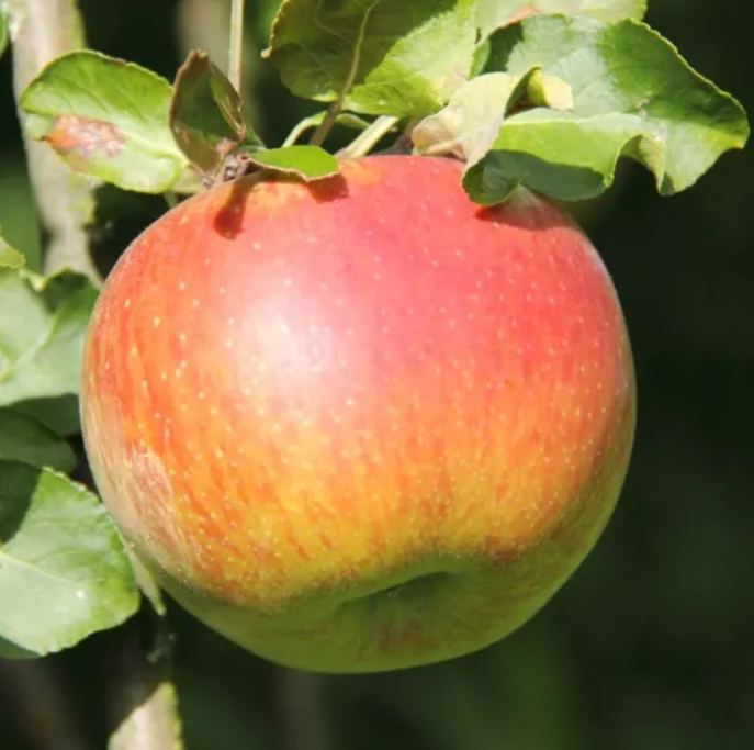 Pommes & Poires Bio de nos Vergers