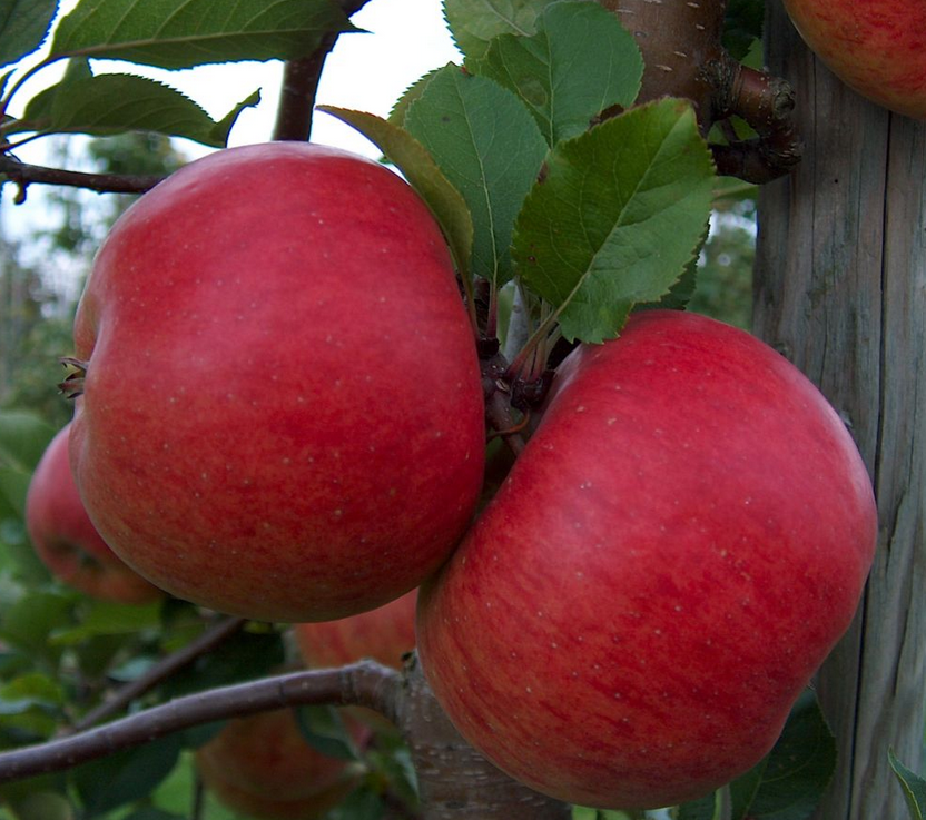 Pommes & Poires Bio de nos Vergers