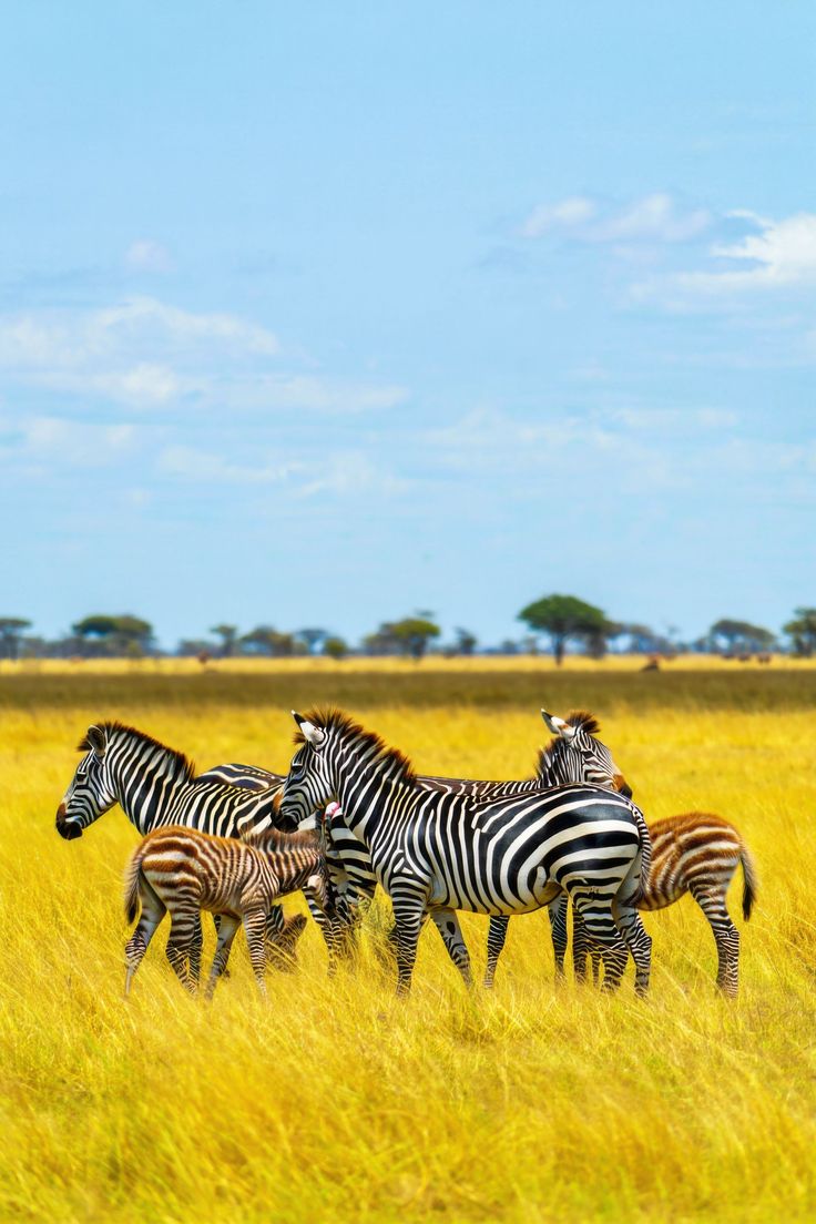 Kawa Elite Safaris and Tours Limited