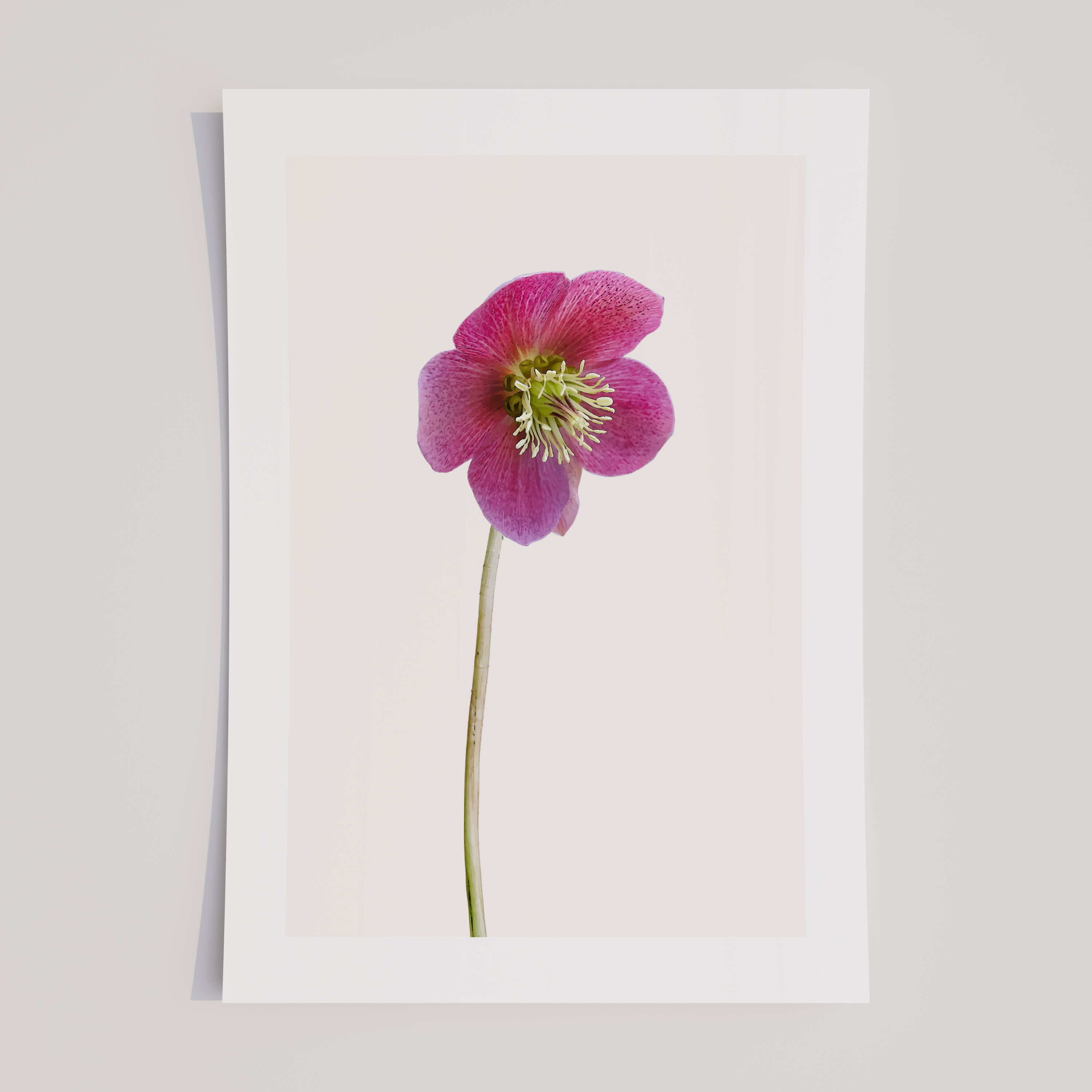 Unframed Pink Hellebore Floral Art Print