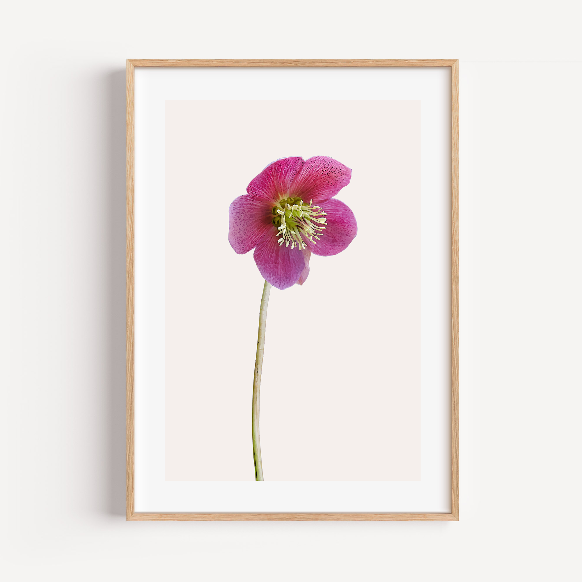 Unframed Pink Hellebore Floral Art Print