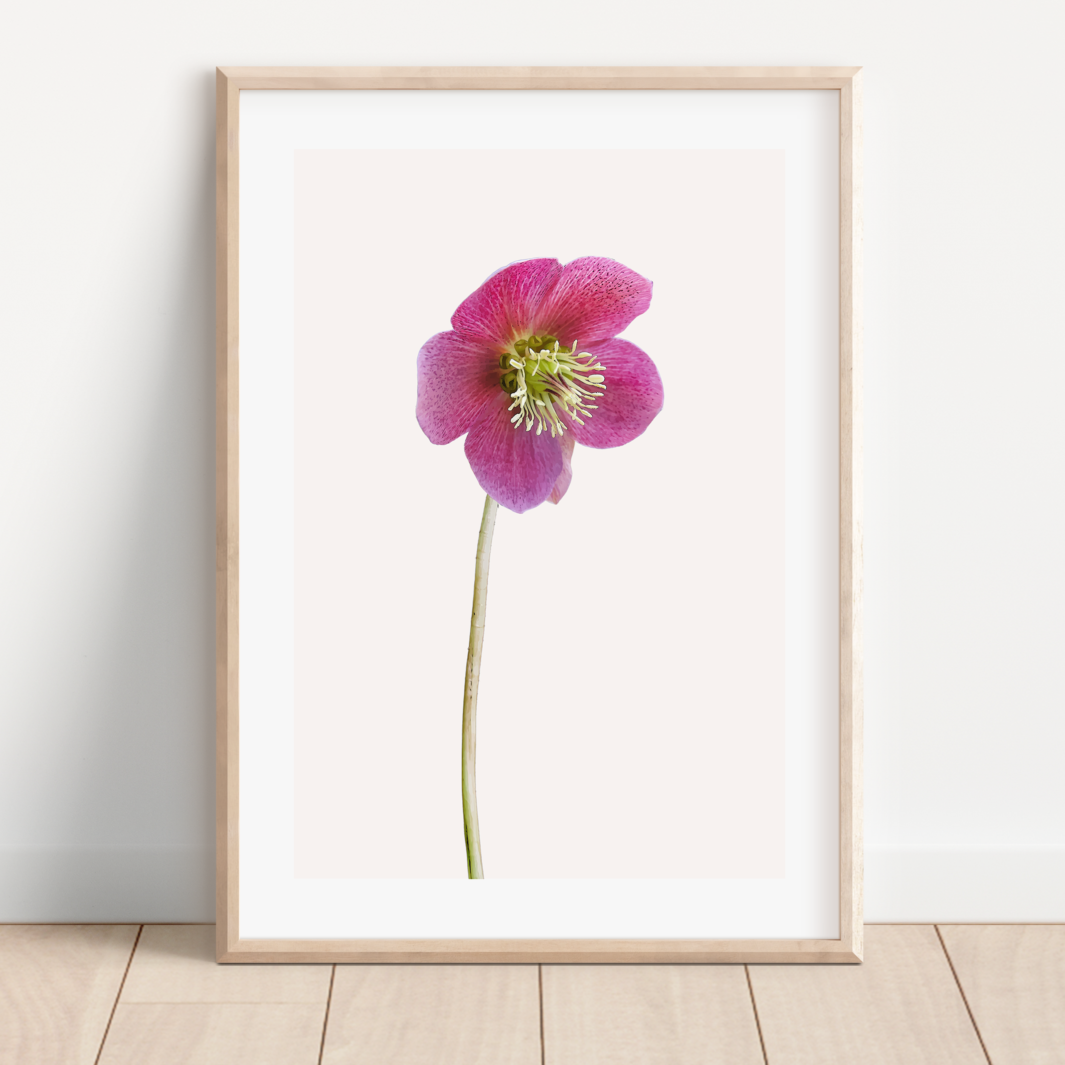 Unframed Pink Hellebore Floral Art Print
