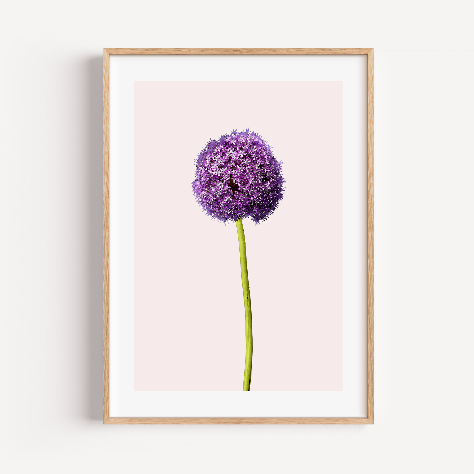 Unframed Purple Allium Minimalist Floral Art Print