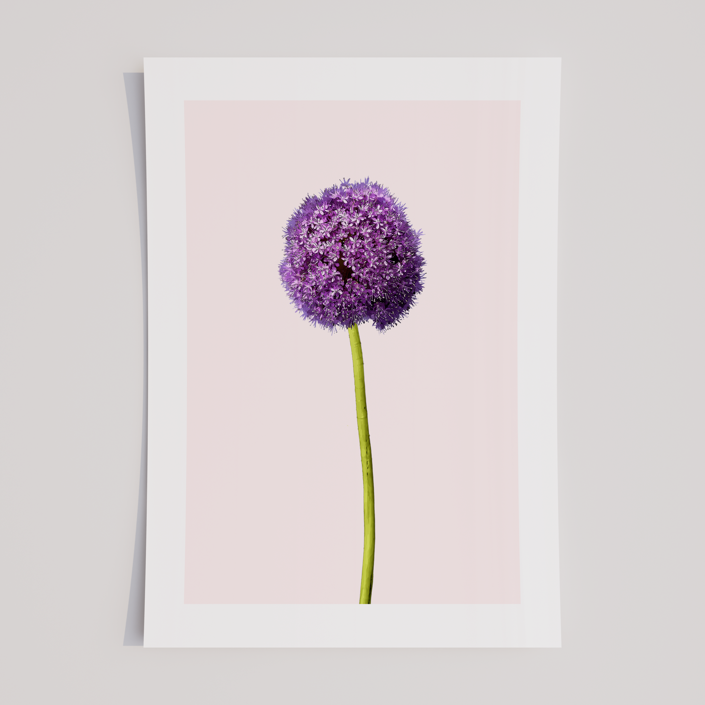 Unframed Purple Allium Minimalist Floral Art Print