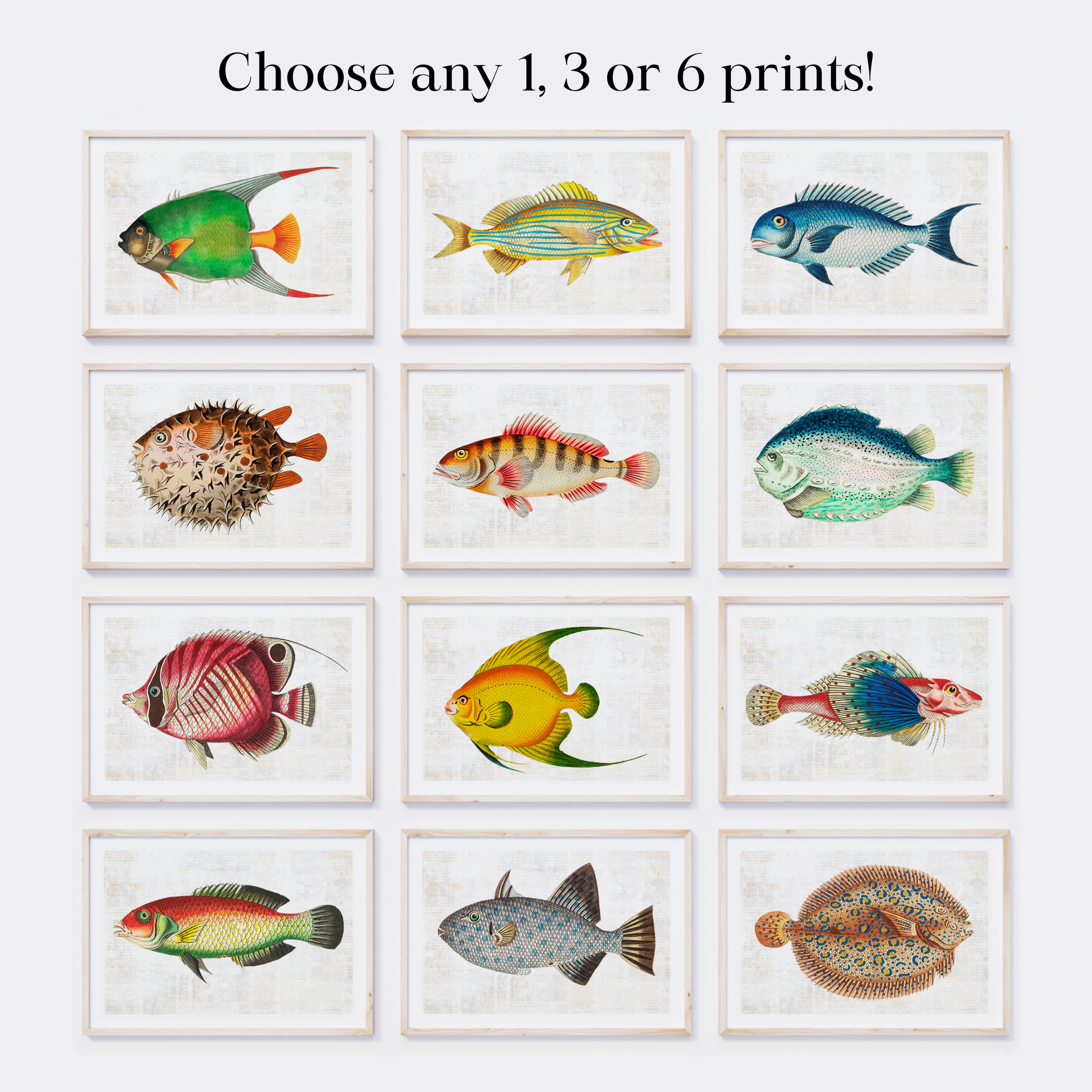 Colourful Vintage Fish Art Prints — Nautical Coastal Wall Art Set (Choose 1, 3 or 6)
