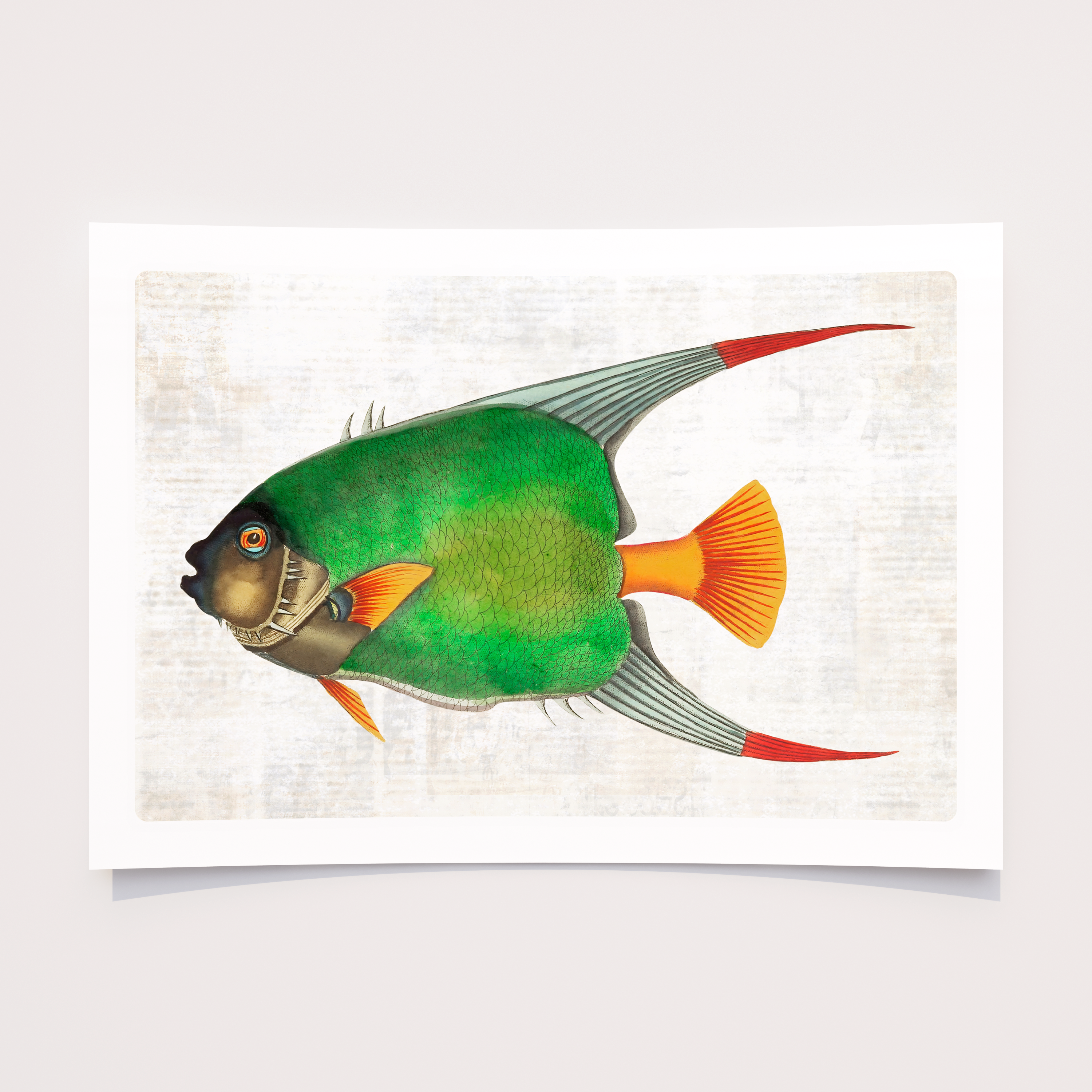 Colourful Vintage Fish Art Prints — Nautical Coastal Wall Art Set (Choose 1, 3 or 6)