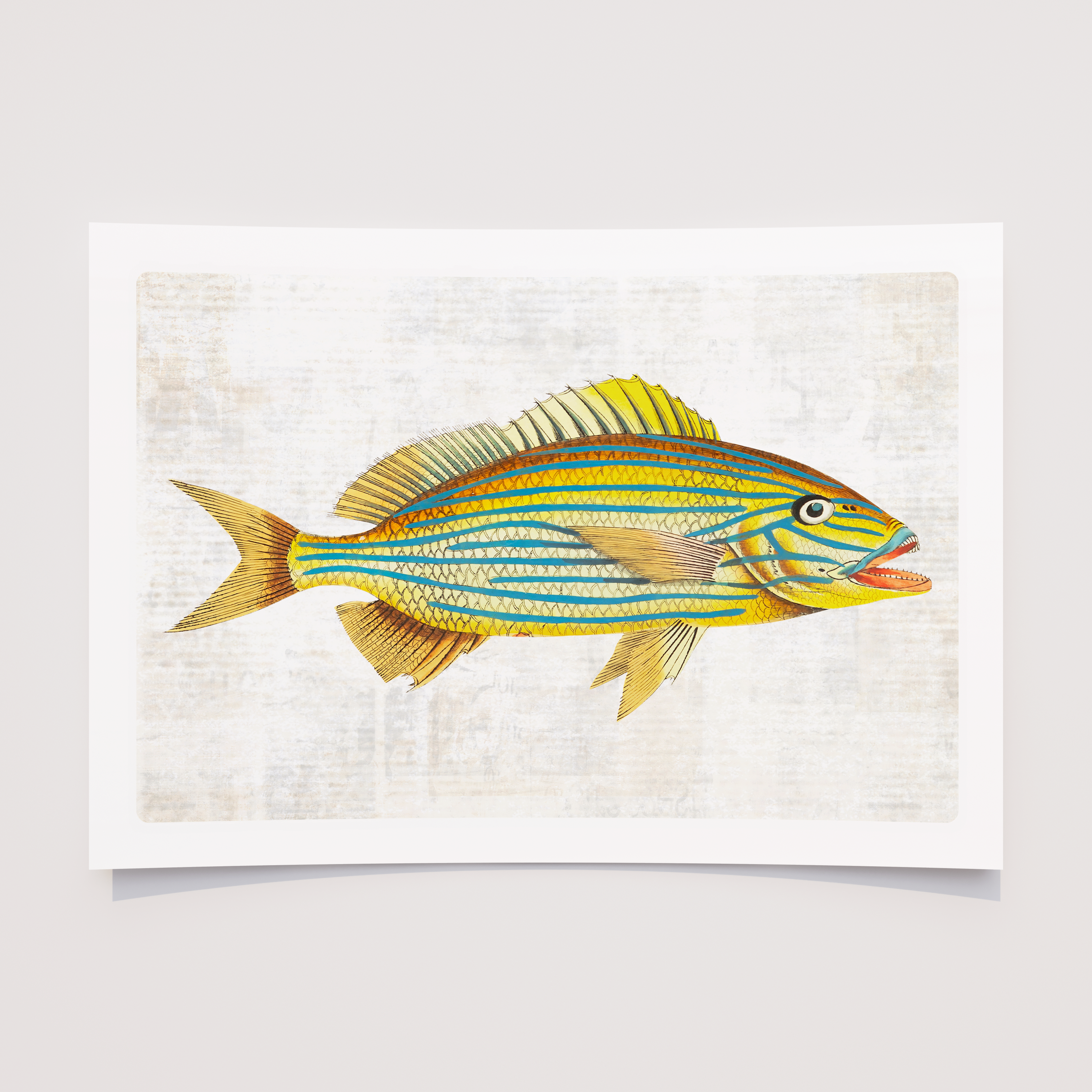 Colourful Vintage Fish Art Prints — Nautical Coastal Wall Art Set (Choose 1, 3 or 6)