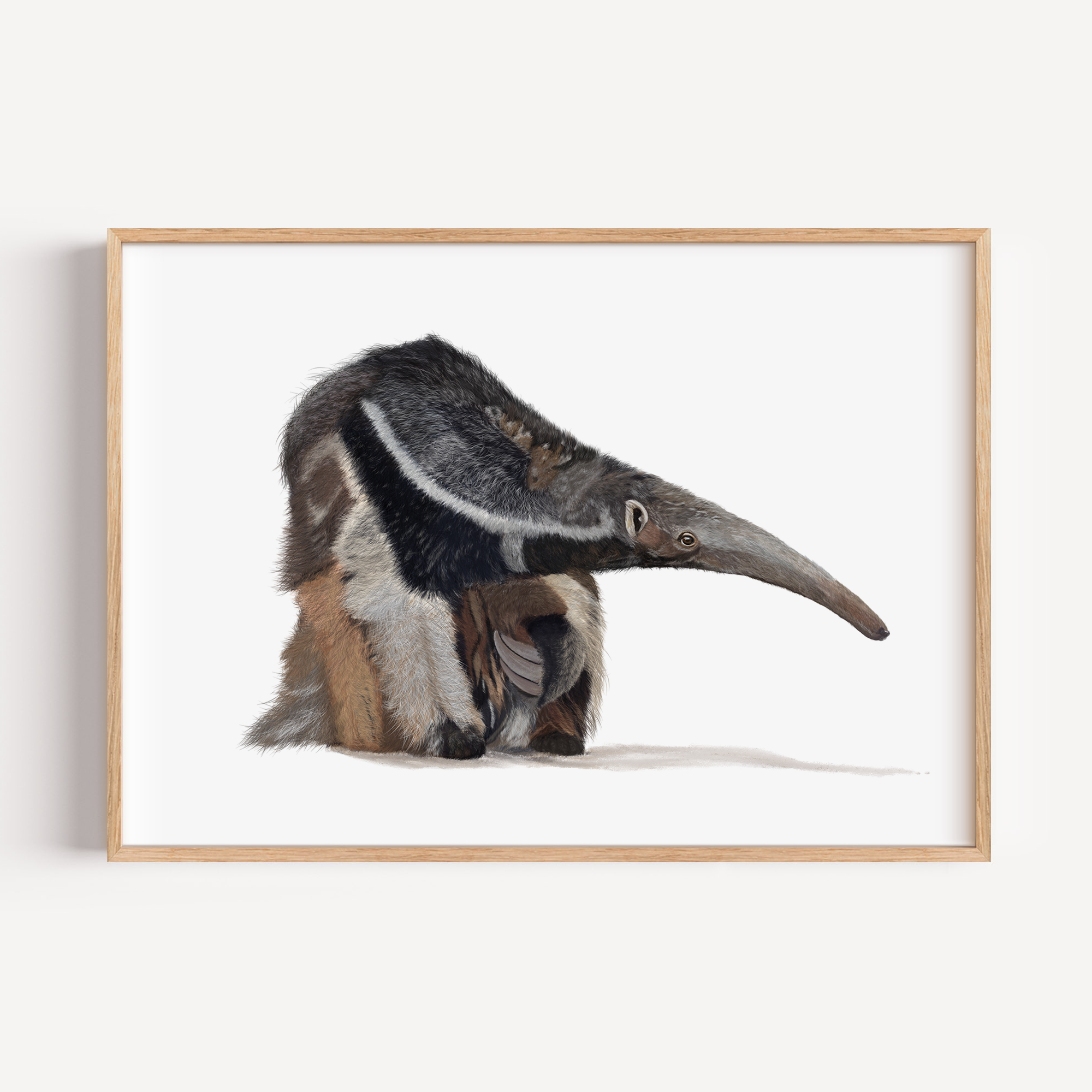 Anteater Wall Art Print - Wildlife Illustration Print