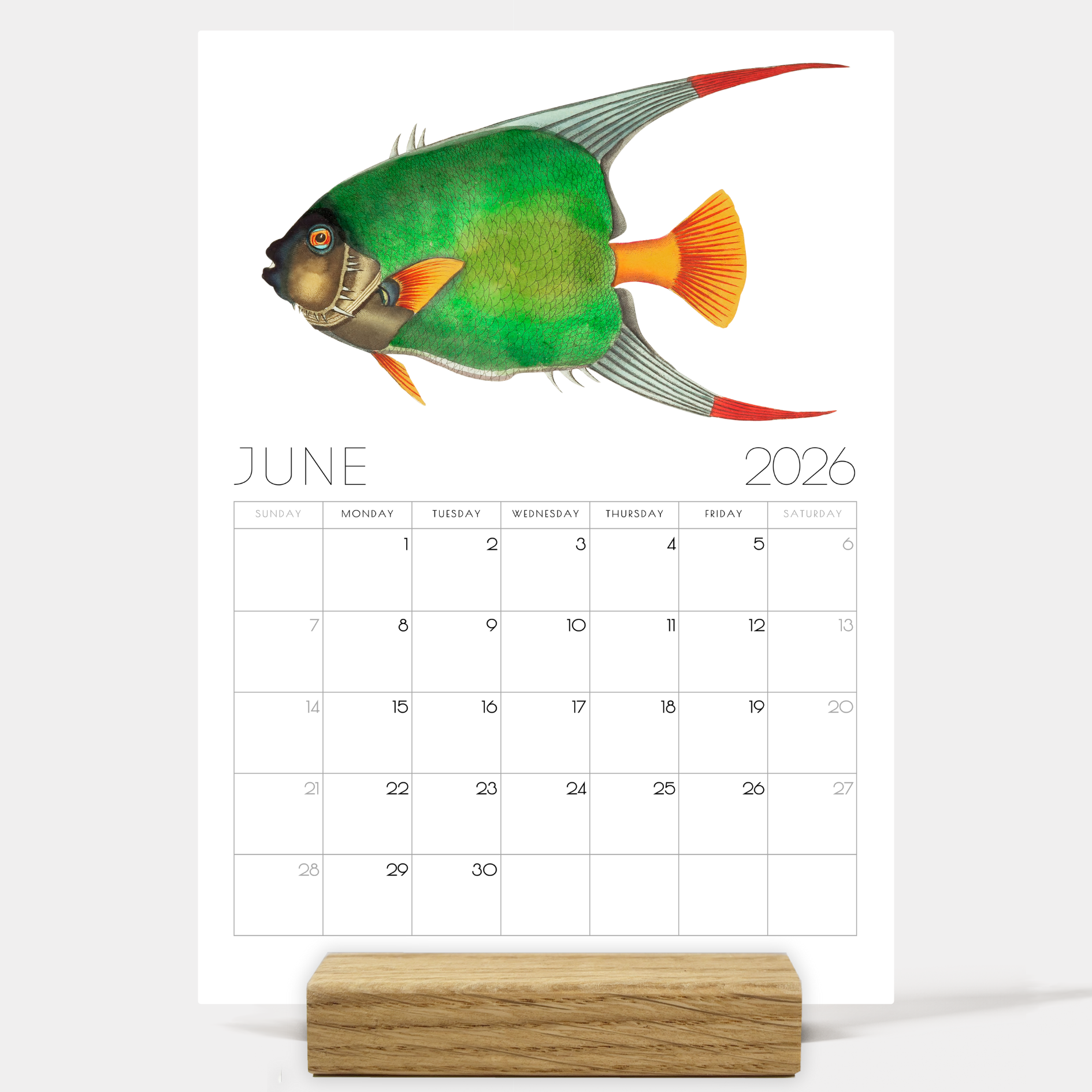 2026 Minimalist Vintage Fish Art Desk Calendar – Nautical Art Calendar with or without wooden stand 