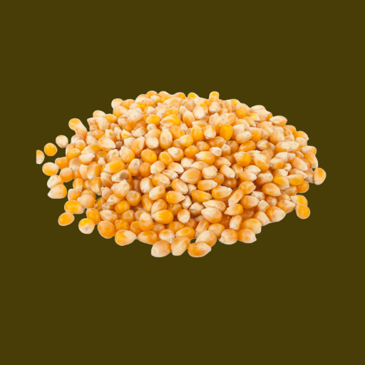 Popcorn Kernels