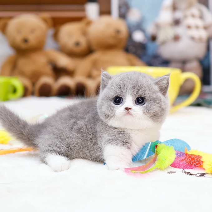 Munchkin - Aeong (Male)