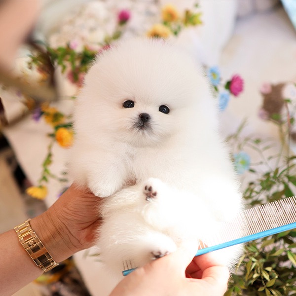 Adorable White Pomeranian - Jagal (Male)