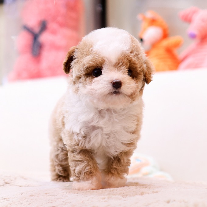 Adorable Poodle - Meoraeng (Female)