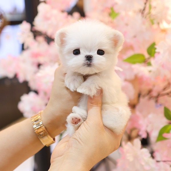 Adorable White Maltese - Kkumong (Female)