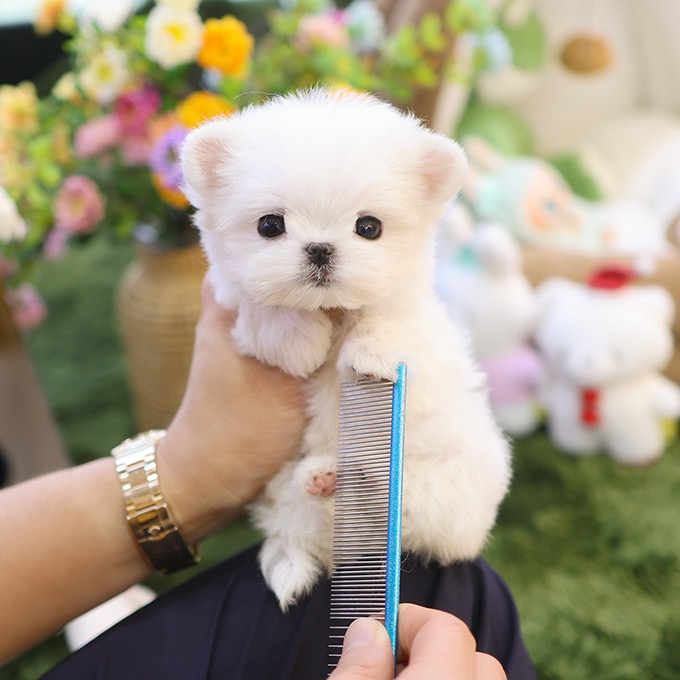 Adorable White  Maltese - Kkumong (Female)
