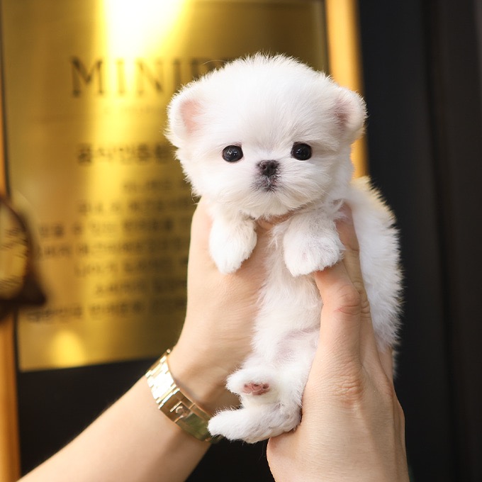 Adorable White  Maltese - Kkumong (Female)