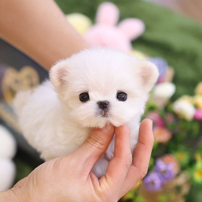 Adorable White  Maltese - Kkumong (Female)