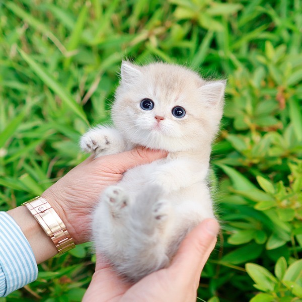 BritishShorthair - Happy (Female)
