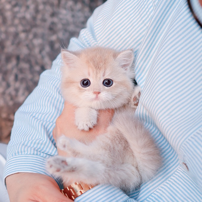 BritishShorthair - Happy (Female)