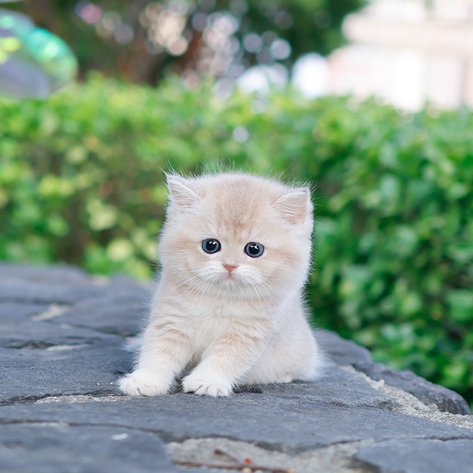 BritishShorthair - Happy (Female)