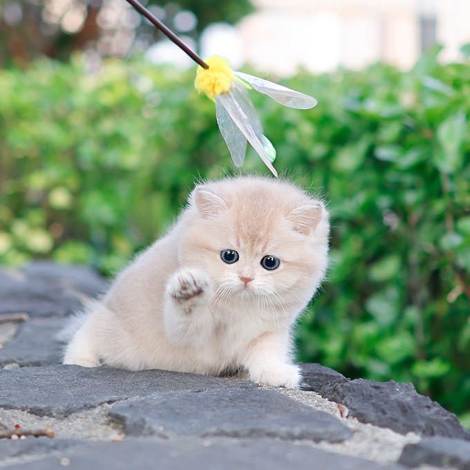 BritishShorthair - Happy (Female)